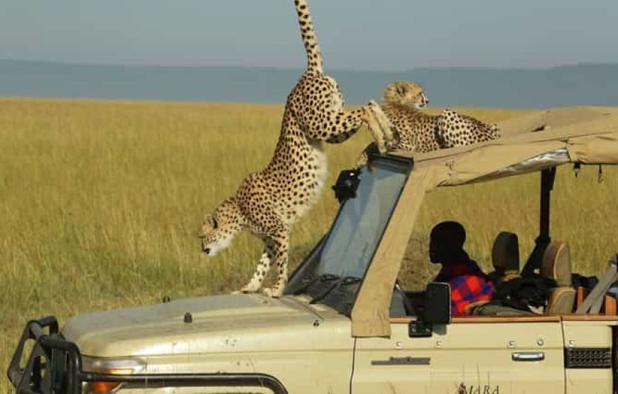 VISITE DE GROUPE DU PARC NATIONAL REINE ELIZABETH DE 3 JOURS.(QUEEN ELIZABETH NATIONAL PARK)