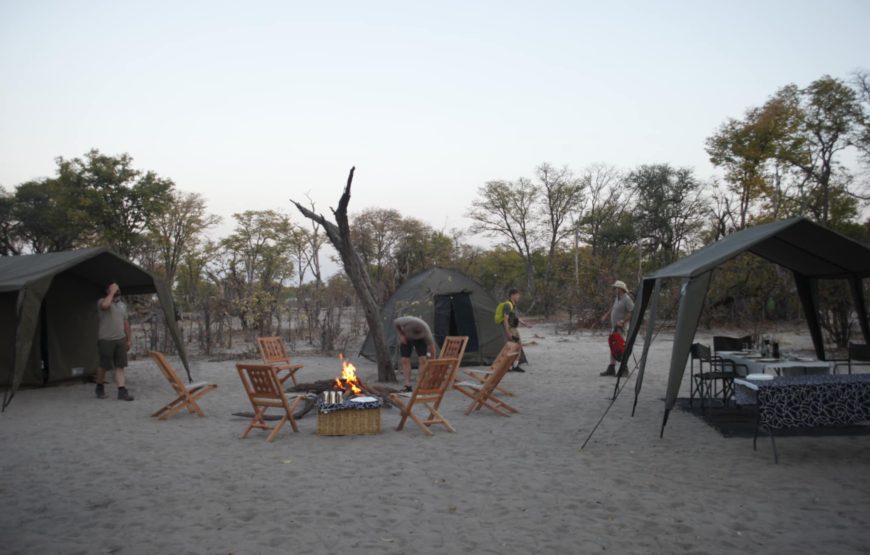 CAMPING 5 JOURS AU BOTSWANA – SAFARI SUR LA PISTE DES ZEBRES