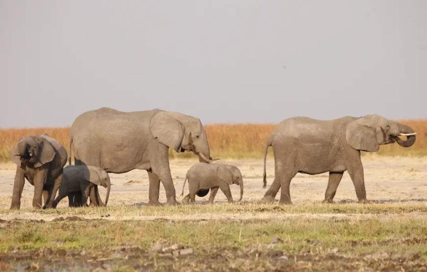 CAMPING 8 JOURS AU BOTSWANA – SAFARI SUR LA PISTE DU LION