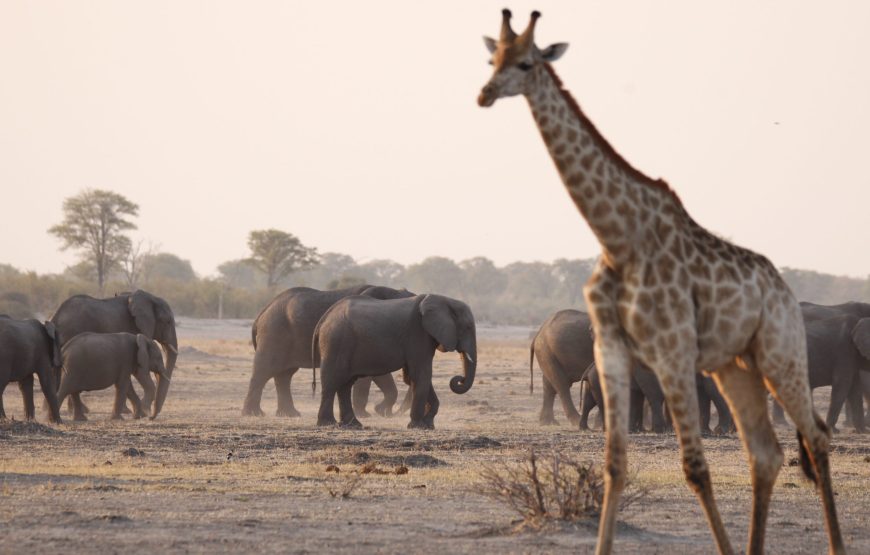 CAMPING 5 JOURS AU BOTSWANA – SAFARI SUR LA PISTE DES ZEBRES