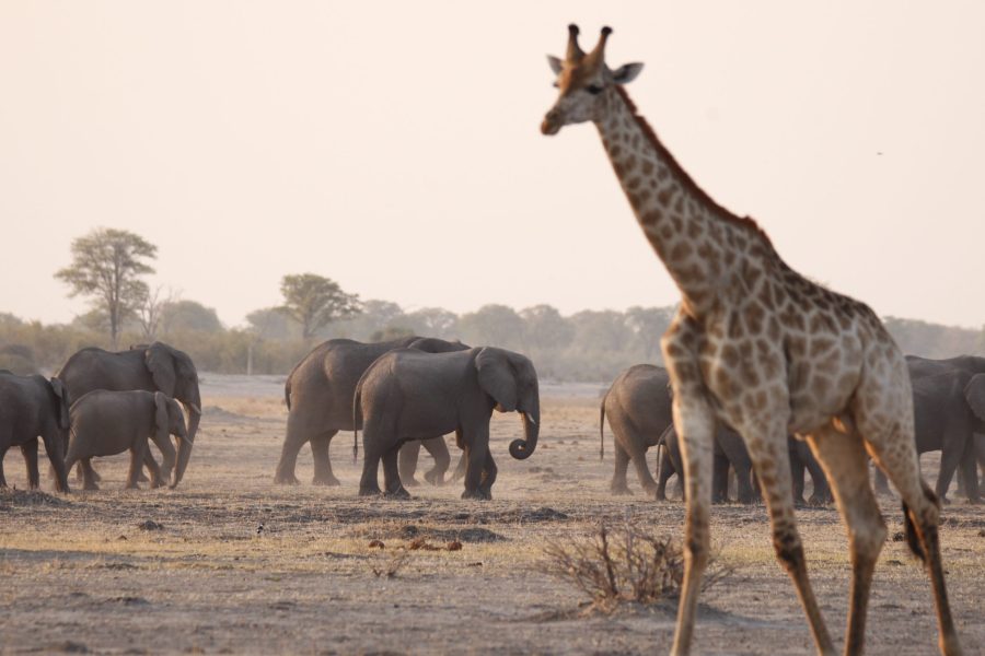 10 JOURS DE CAMPING AU BOTSWANA – SAFARI SUR LA SENTIER DES ÉLÉPHANTS