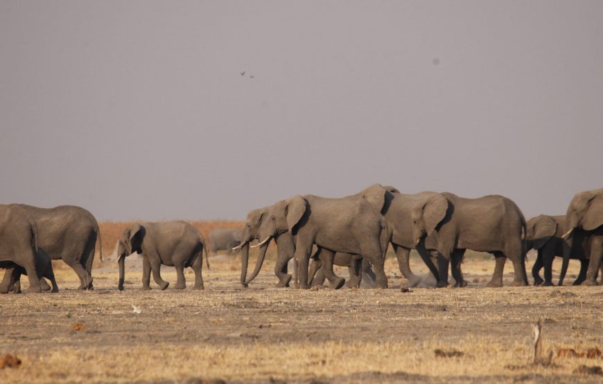 CAMPING 8 JOURS AU BOTSWANA – SAFARI SUR LA PISTE DU LION