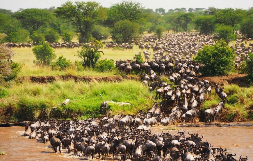 Marathon Kenya Safaris