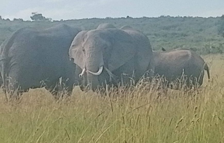 Marathon Kenya Safaris