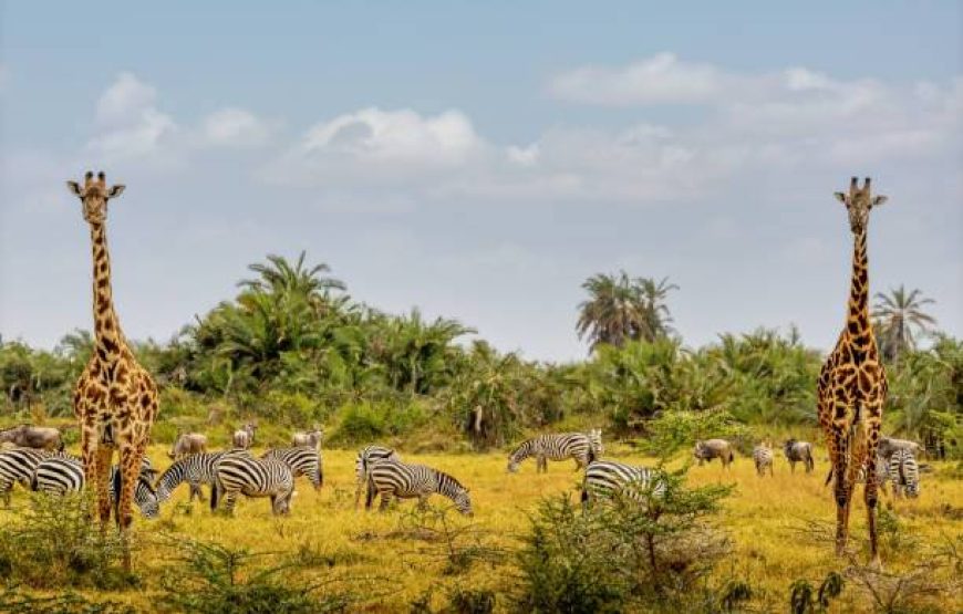 Marathon Kenya Safaris