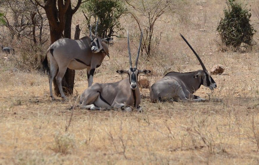 Marathon Kenya Safaris