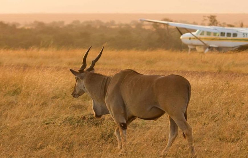 Marathon Kenya Safaris