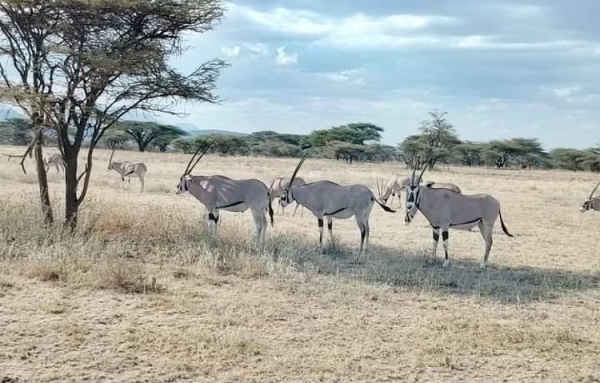 Marathon Kenya Safaris