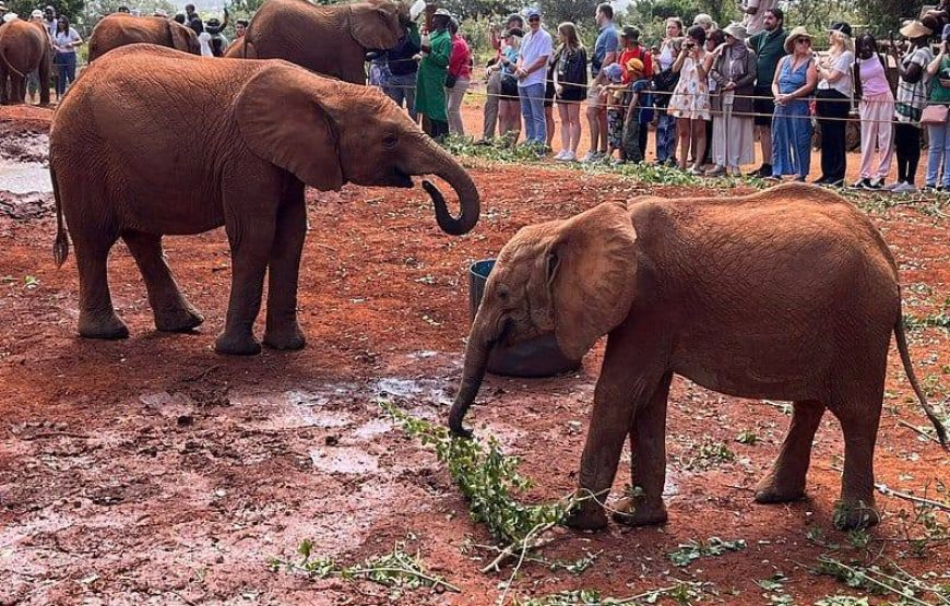 Marathon Kenya Safaris