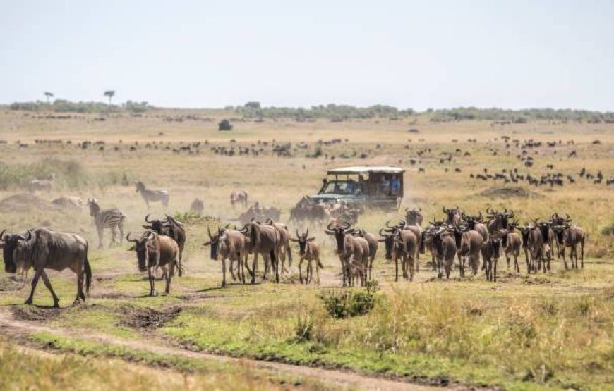 Marathon Kenya Safaris