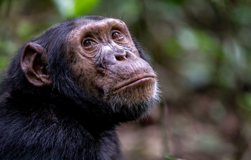 EXPÉRIENCE DE SUIVI DES GORILLES DE LUXE & D’HABITUATION DES CHIMPANZÉS DE 14 JOURS RWANDA-OUGANDA.