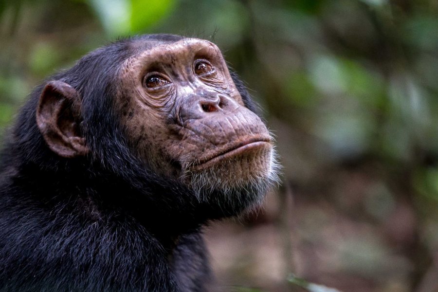 9 JOURS D’HABITUATION DE GORILLES D’OUGANDA ET D’EXPÉRIENCE DE SAFARI DE CHIMPANZÉS