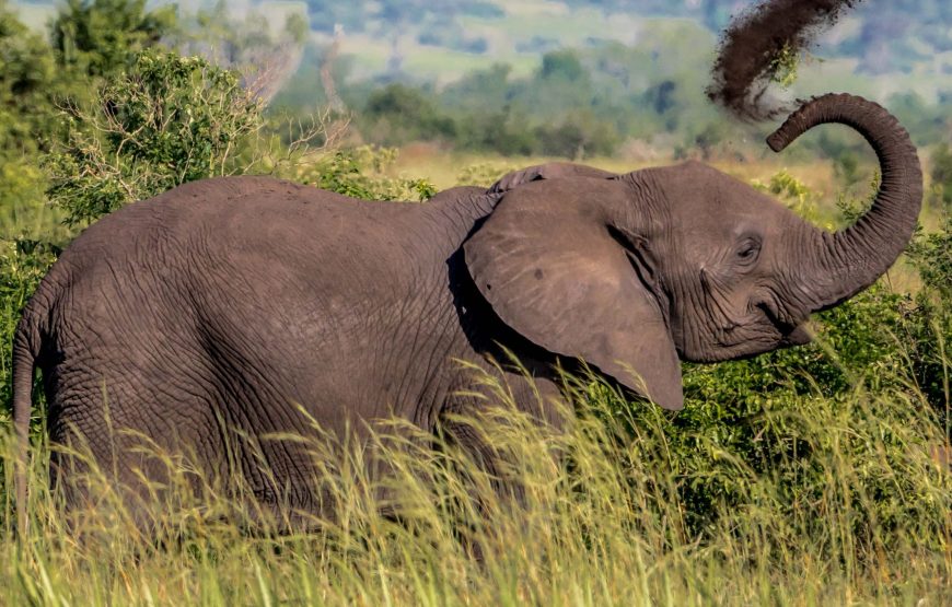 VISITE DE GROUPE DU PARC NATIONAL REINE ELIZABETH DE 3 JOURS.(QUEEN ELIZABETH NATIONAL PARK)