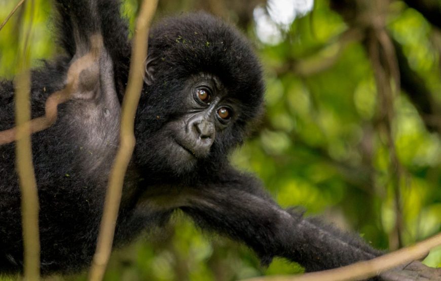 EXPÉRIENCE DE SUIVI DES GORILLES DE LUXE & D’HABITUATION DES CHIMPANZÉS DE 14 JOURS RWANDA-OUGANDA.