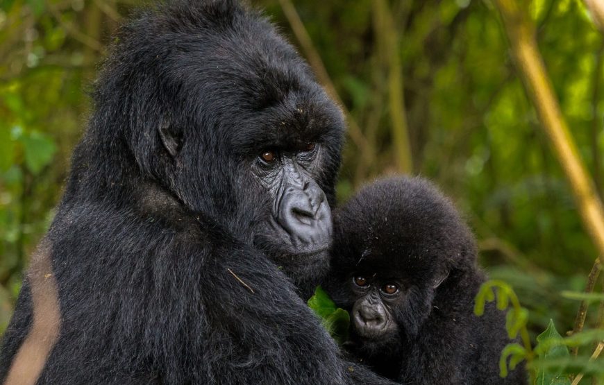 EXPÉRIENCE DE SUIVI DES GORILLES DE LUXE & D’HABITUATION DES CHIMPANZÉS DE 14 JOURS RWANDA-OUGANDA.