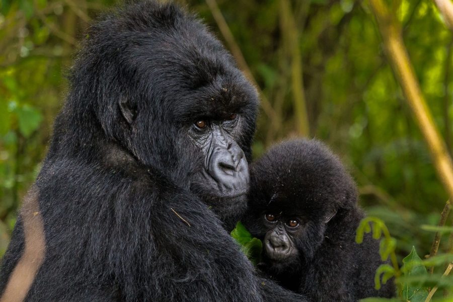 EXPÉRIENCE DE SUIVI DES GORILLES DE LUXE & D’HABITUATION DES CHIMPANZÉS DE 14 JOURS RWANDA-OUGANDA.