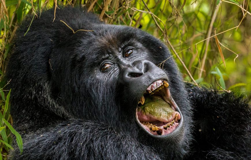 EXPÉRIENCE DE SUIVI DES GORILLES DE LUXE & D’HABITUATION DES CHIMPANZÉS DE 14 JOURS RWANDA-OUGANDA.