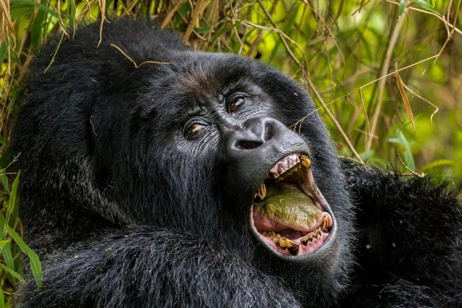 EXPÉRIENCE DES GORILLES ET DES CHIMPANZÉS EN OUGANDA DE 10 JOURS