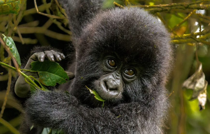 Suivi des gorilles gays du Rwanda pendant 5 jours. (Rwanda-gay gorilla tracking’s)