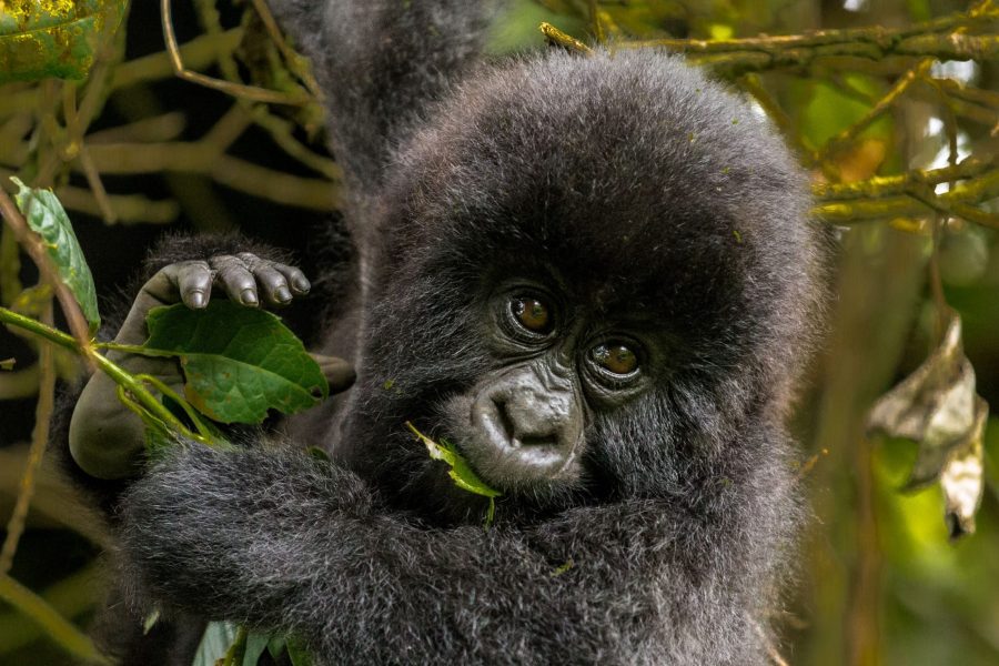 Suivi des gorilles gays du Rwanda pendant 5 jours. (Rwanda-gay gorilla tracking’s)