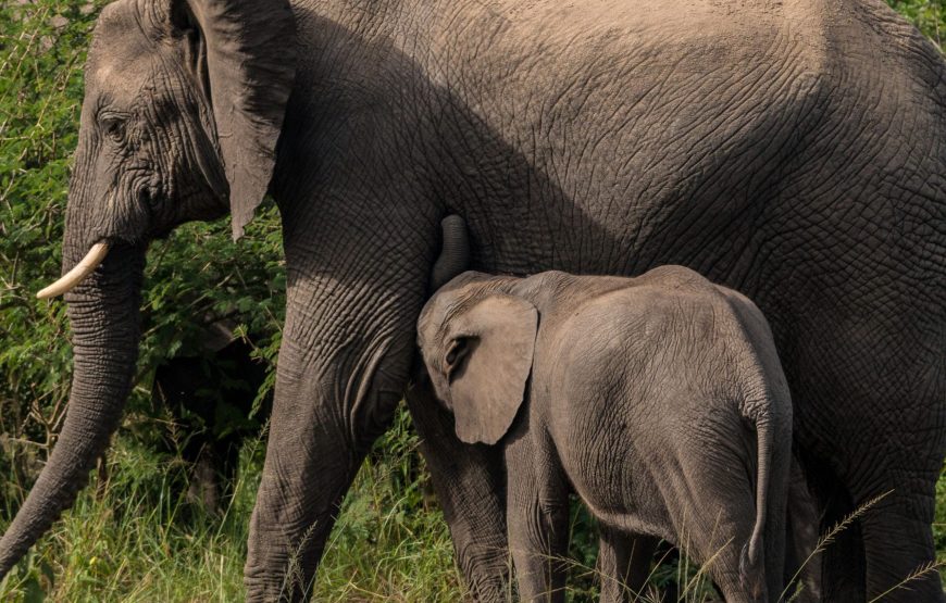 VISITE DE GROUPE DU PARC NATIONAL REINE ELIZABETH DE 3 JOURS.(QUEEN ELIZABETH NATIONAL PARK)