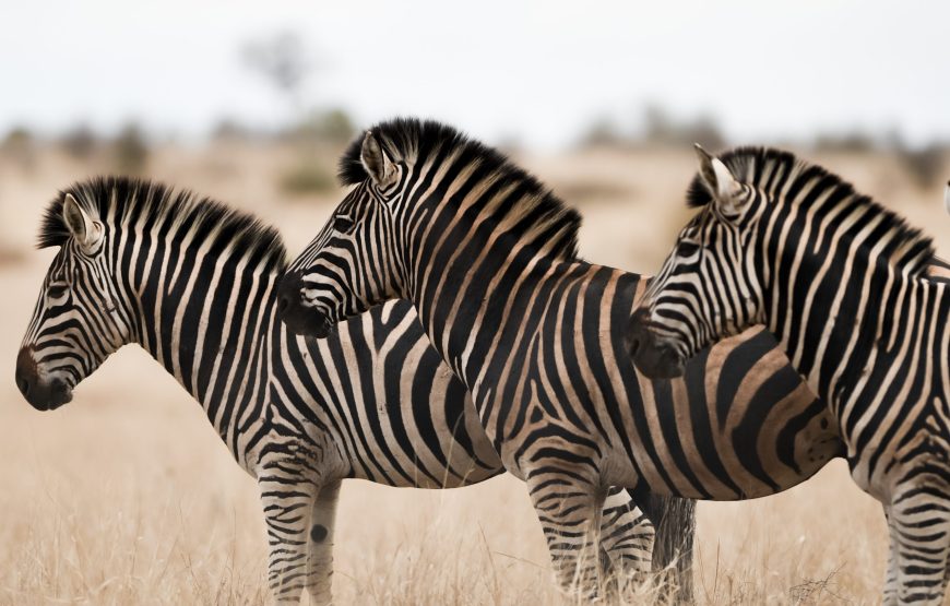 10 JOURS DE CAMPING AU BOTSWANA – SAFARI SUR LA SENTIER DES ÉLÉPHANTS