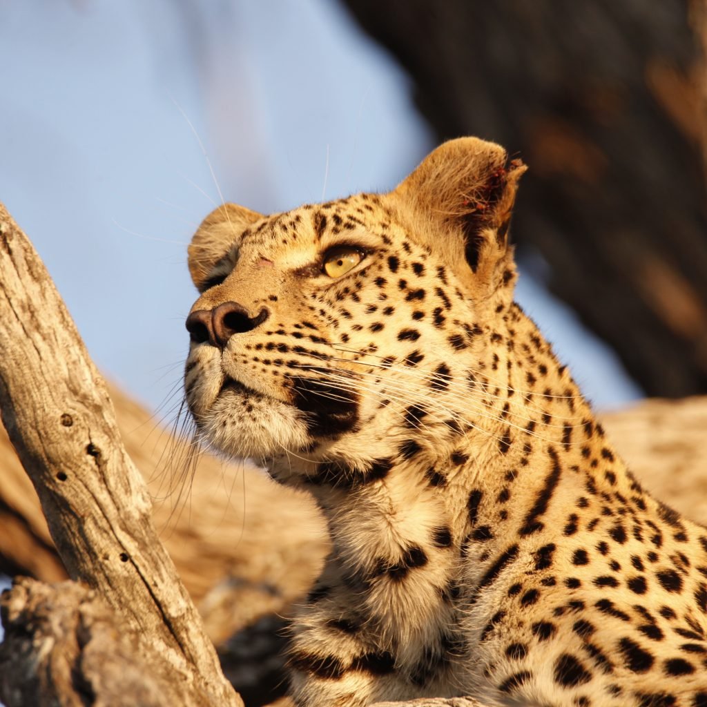 CAMPING 7 JOURS AU BOTSWANA – SAFARI SUR LE PISTE DU LÉOPARD