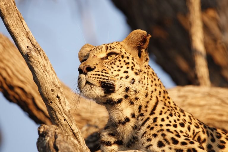 CAMPING 7 JOURS AU BOTSWANA – SAFARI SUR LE PISTE DU LÉOPARD