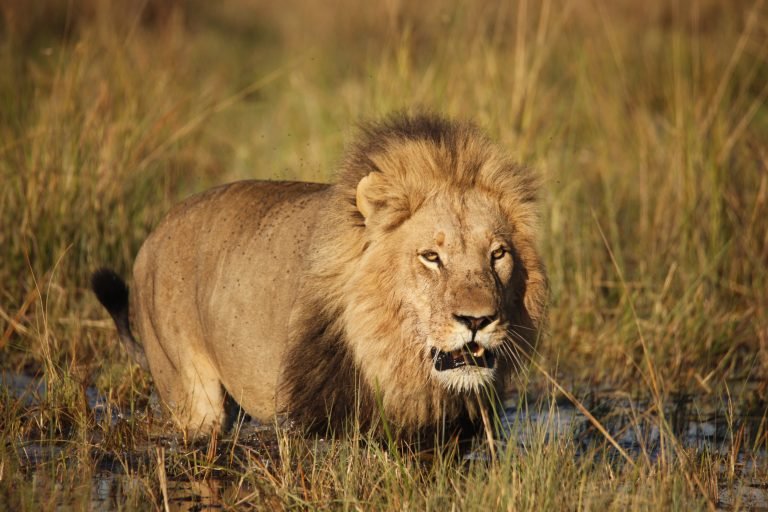 CAMPING 8 JOURS AU BOTSWANA – SAFARI SUR LA PISTE DU LION