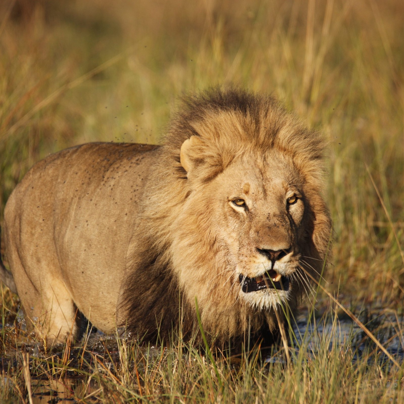 CAMPING 8 JOURS AU BOTSWANA – SAFARI SUR LA PISTE DU LION