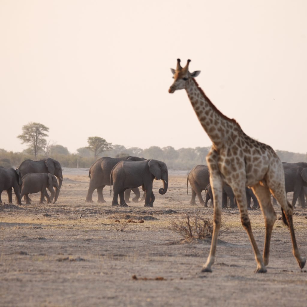 10 JOURS DE CAMPING AU BOTSWANA – SAFARI SUR LA SENTIER DES ÉLÉPHANTS