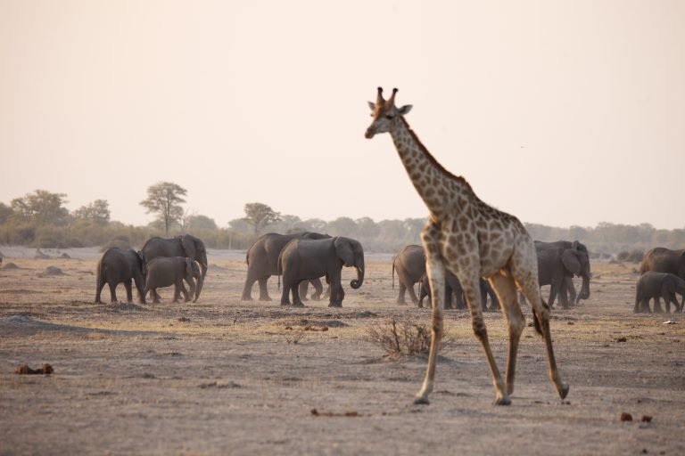 10 JOURS DE CAMPING AU BOTSWANA – SAFARI SUR LA SENTIER DES ÉLÉPHANTS