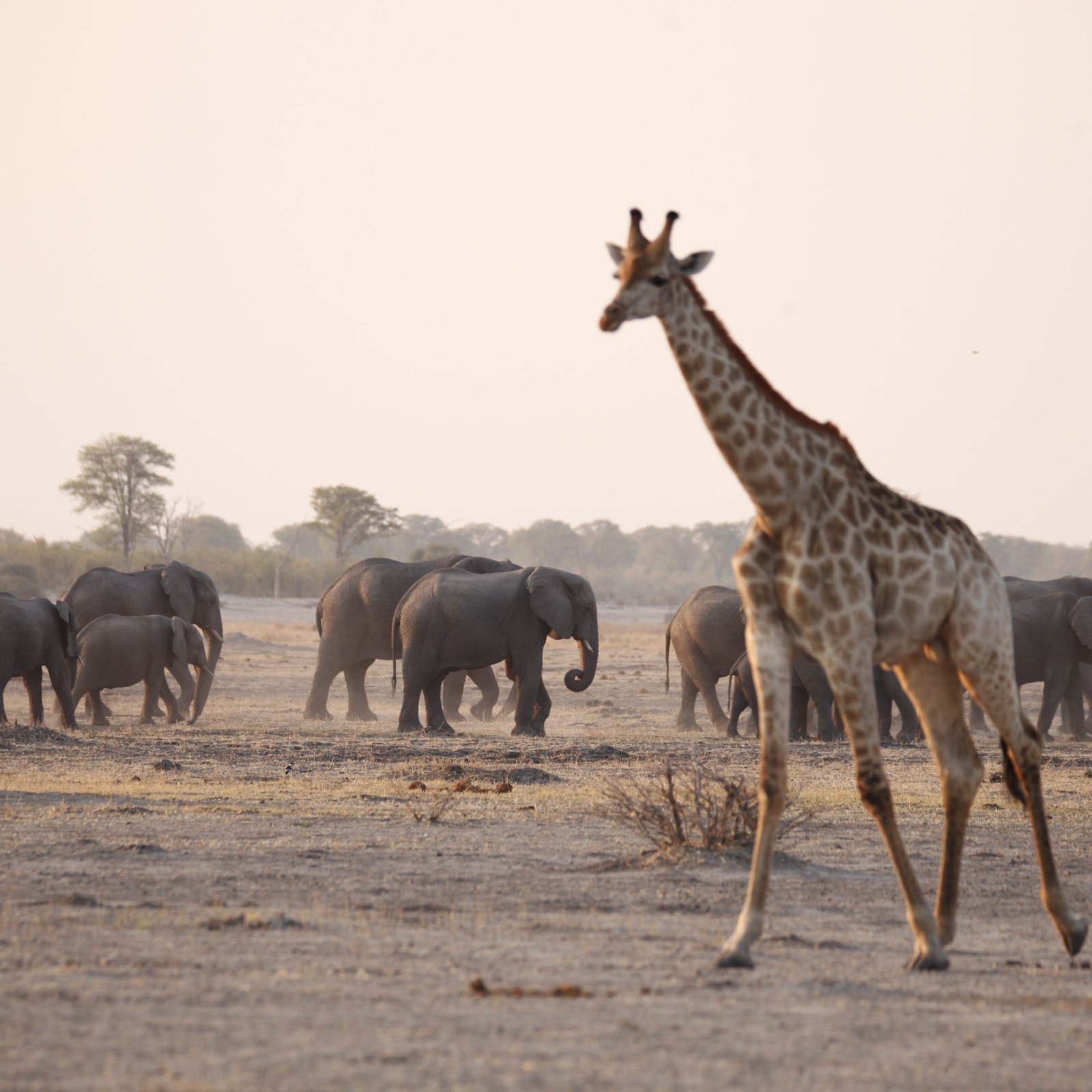 10 JOURS DE CAMPING AU BOTSWANA – SAFARI SUR LA SENTIER DES ÉLÉPHANTS