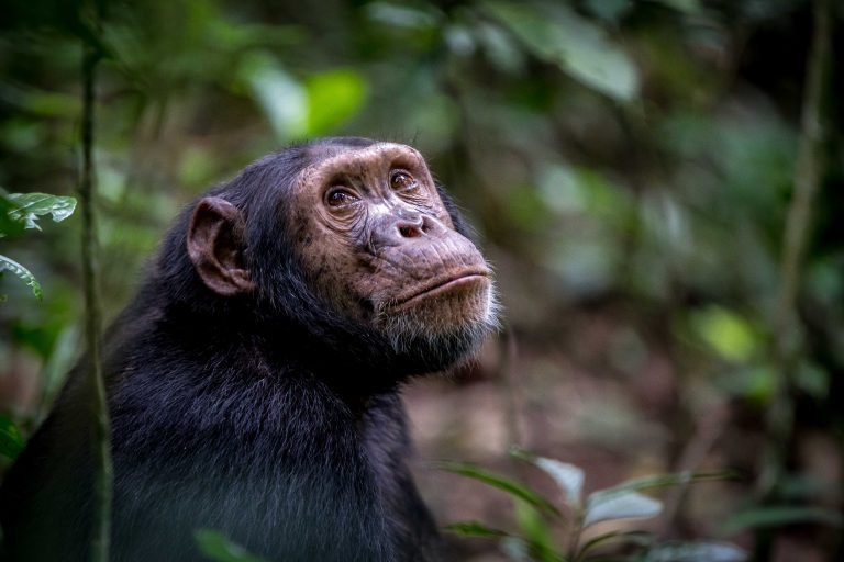 9 JOURS D’HABITUATION DE GORILLES D’OUGANDA ET D’EXPÉRIENCE DE SAFARI DE CHIMPANZÉS