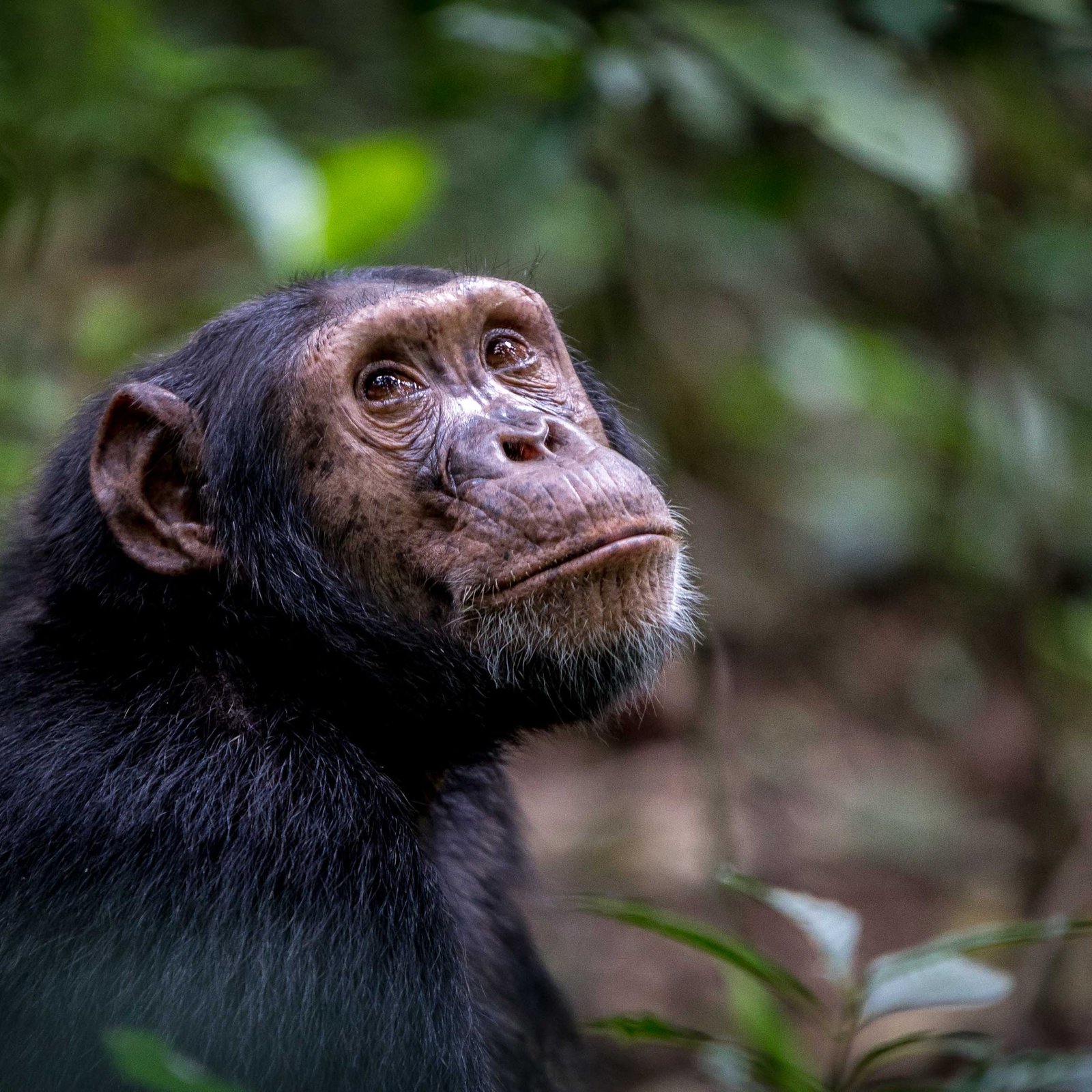 9 JOURS D’HABITUATION DE GORILLES D’OUGANDA ET D’EXPÉRIENCE DE SAFARI DE CHIMPANZÉS