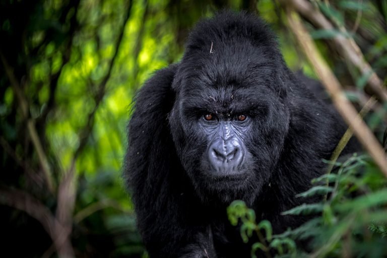 CIRCUITS EN GROUPE GORILLES DE 8 JOURS (GORILLA GROUP TOURS)