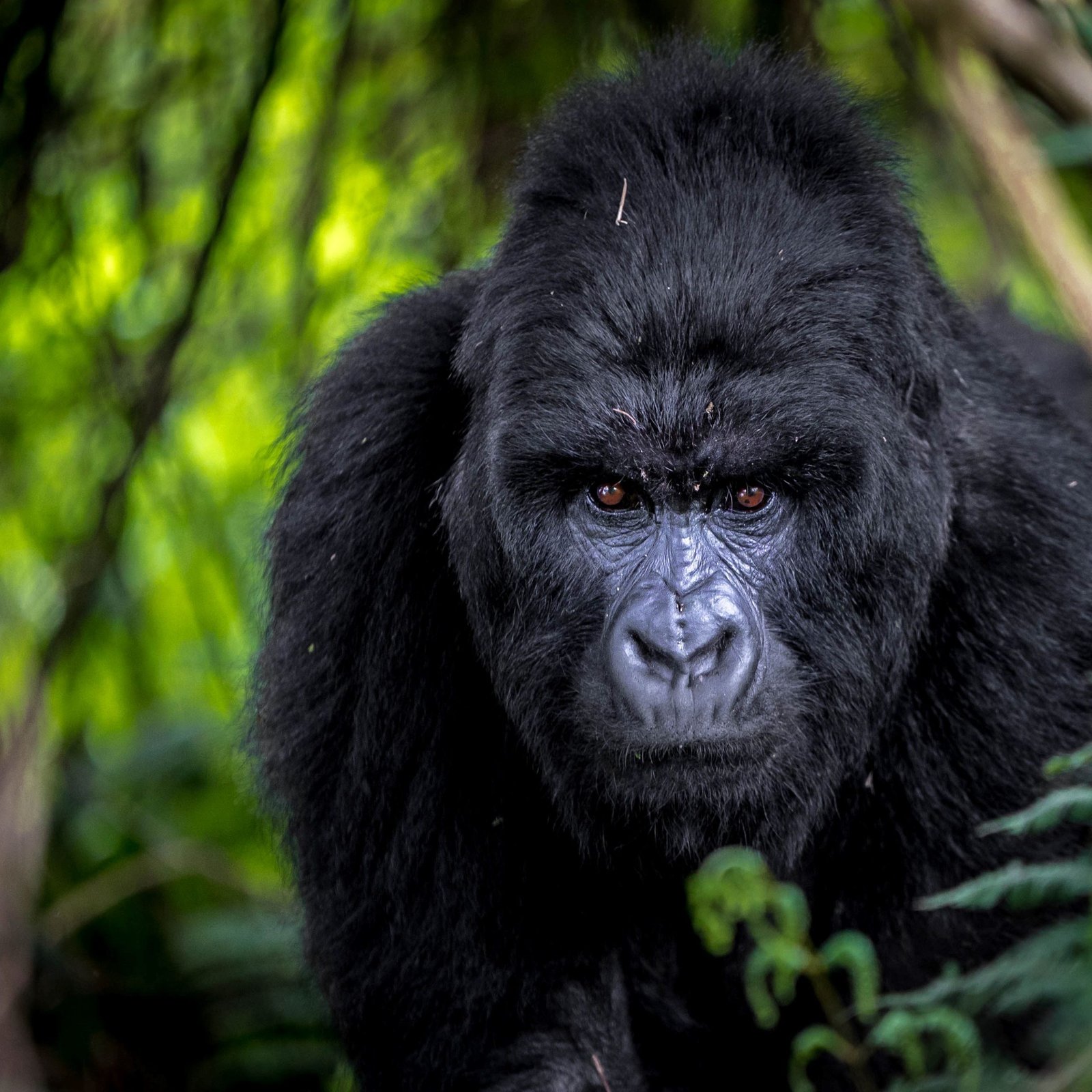 CIRCUITS EN GROUPE GORILLES DE 8 JOURS (GORILLA GROUP TOURS)