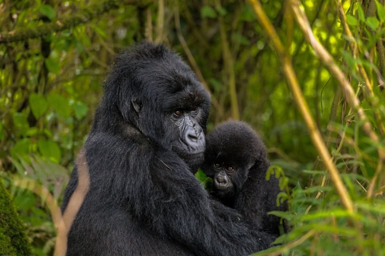 EXPÉRIENCE DE SUIVI DES GORILLES DE LUXE & D’HABITUATION DES CHIMPANZÉS DE 14 JOURS RWANDA-OUGANDA.