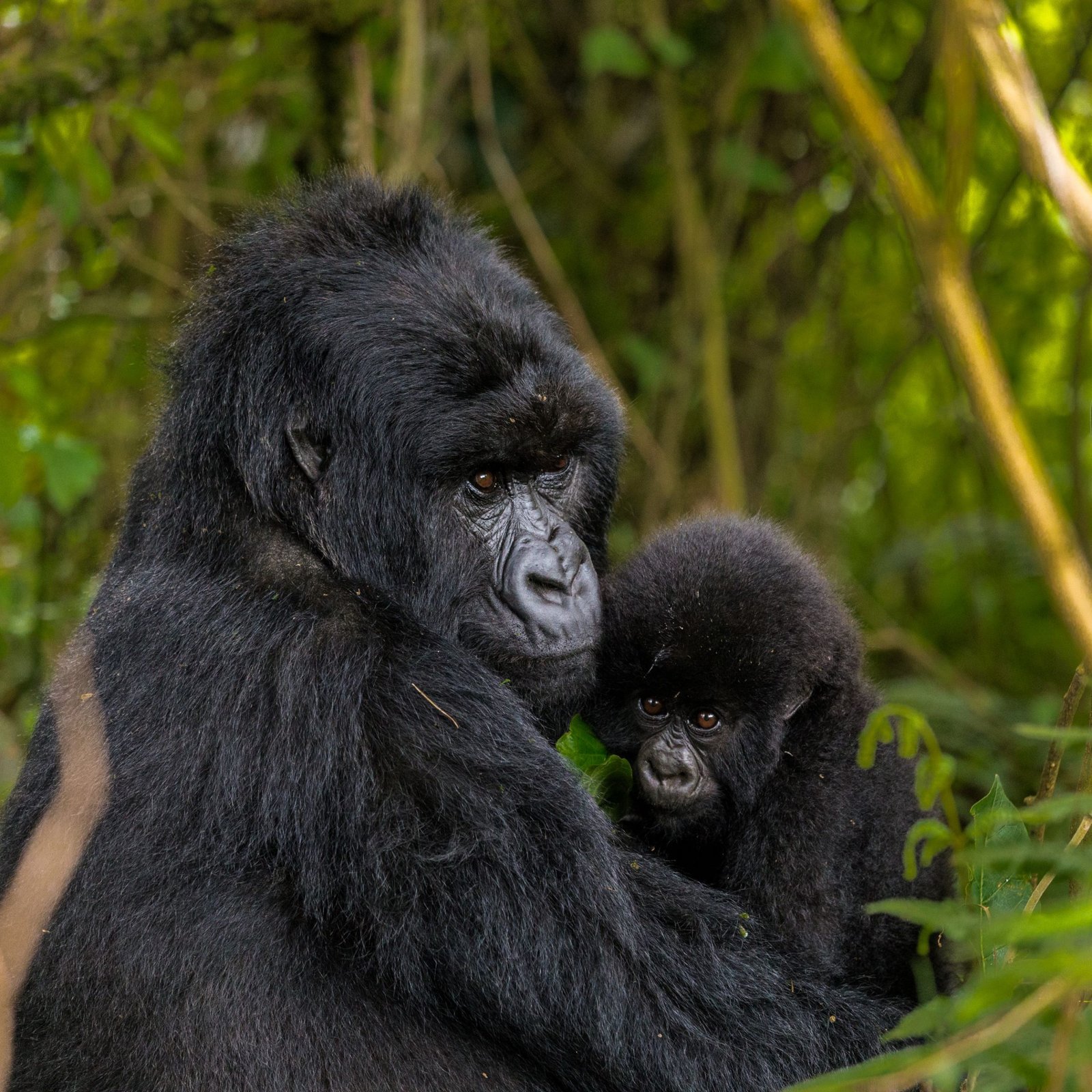 EXPÉRIENCE DE SUIVI DES GORILLES DE LUXE & D’HABITUATION DES CHIMPANZÉS DE 14 JOURS RWANDA-OUGANDA.