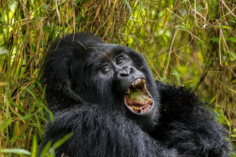 EXPÉRIENCE DES GORILLES ET DES CHIMPANZÉS EN OUGANDA DE 10 JOURS