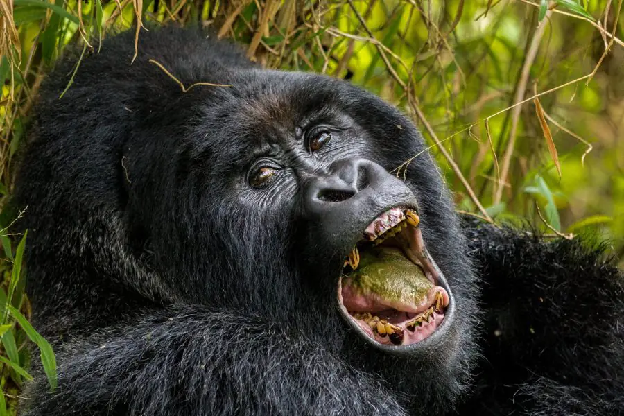 10 DAY GORILA AND CHIMPANZA EXPERIENCE IN UGANDA