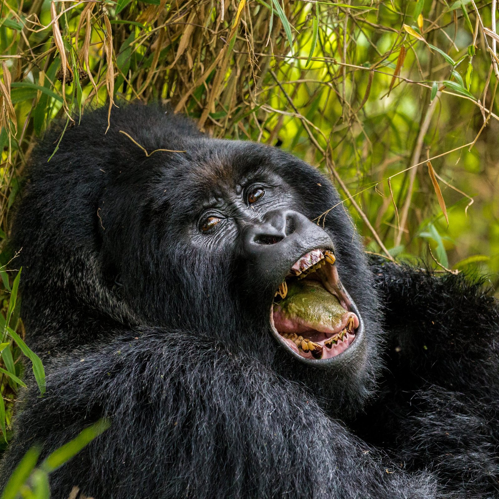 EXPÉRIENCE DES GORILLES ET DES CHIMPANZÉS EN OUGANDA DE 10 JOURS