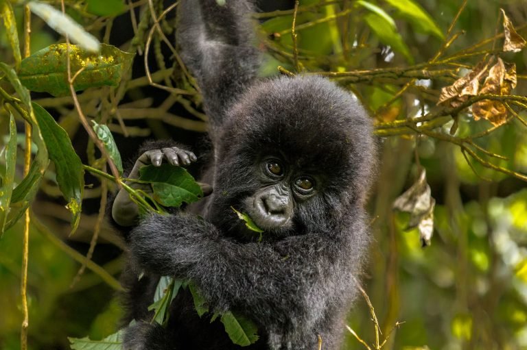 Suivi des gorilles gays du Rwanda pendant 5 jours. (Rwanda-gay gorilla tracking’s)