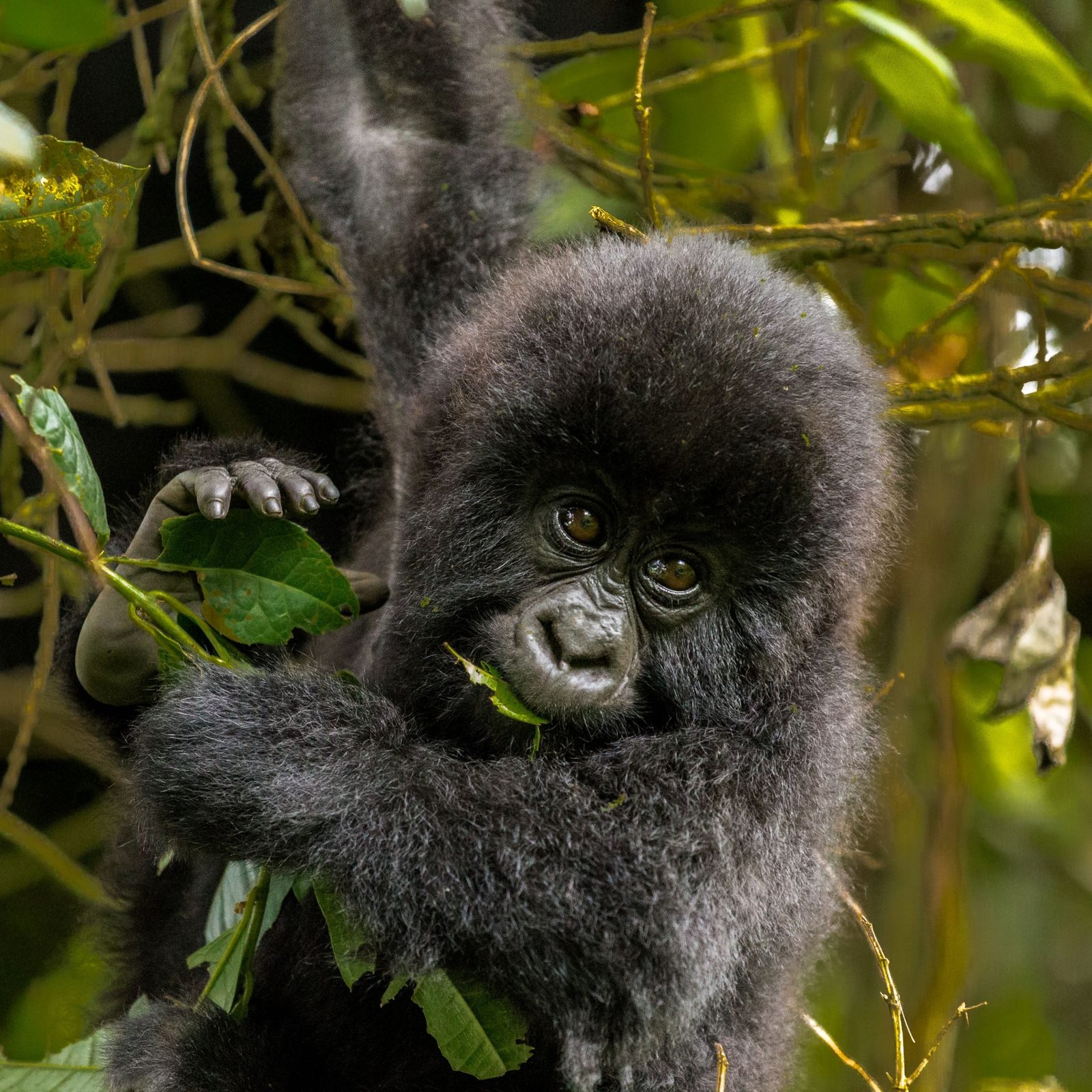 Suivi des gorilles gays du Rwanda pendant 5 jours. (Rwanda-gay gorilla tracking’s)