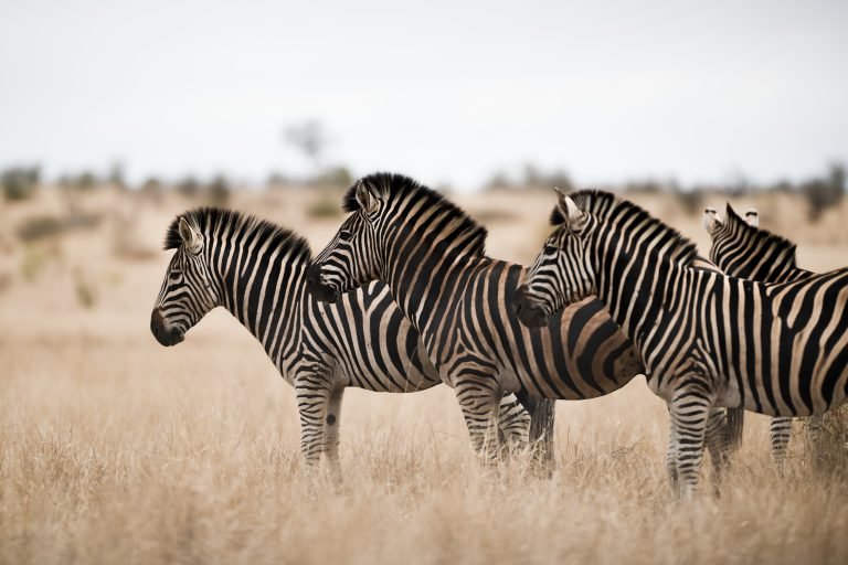 CAMPING 5 JOURS AU BOTSWANA – SAFARI SUR LA PISTE DES ZEBRES