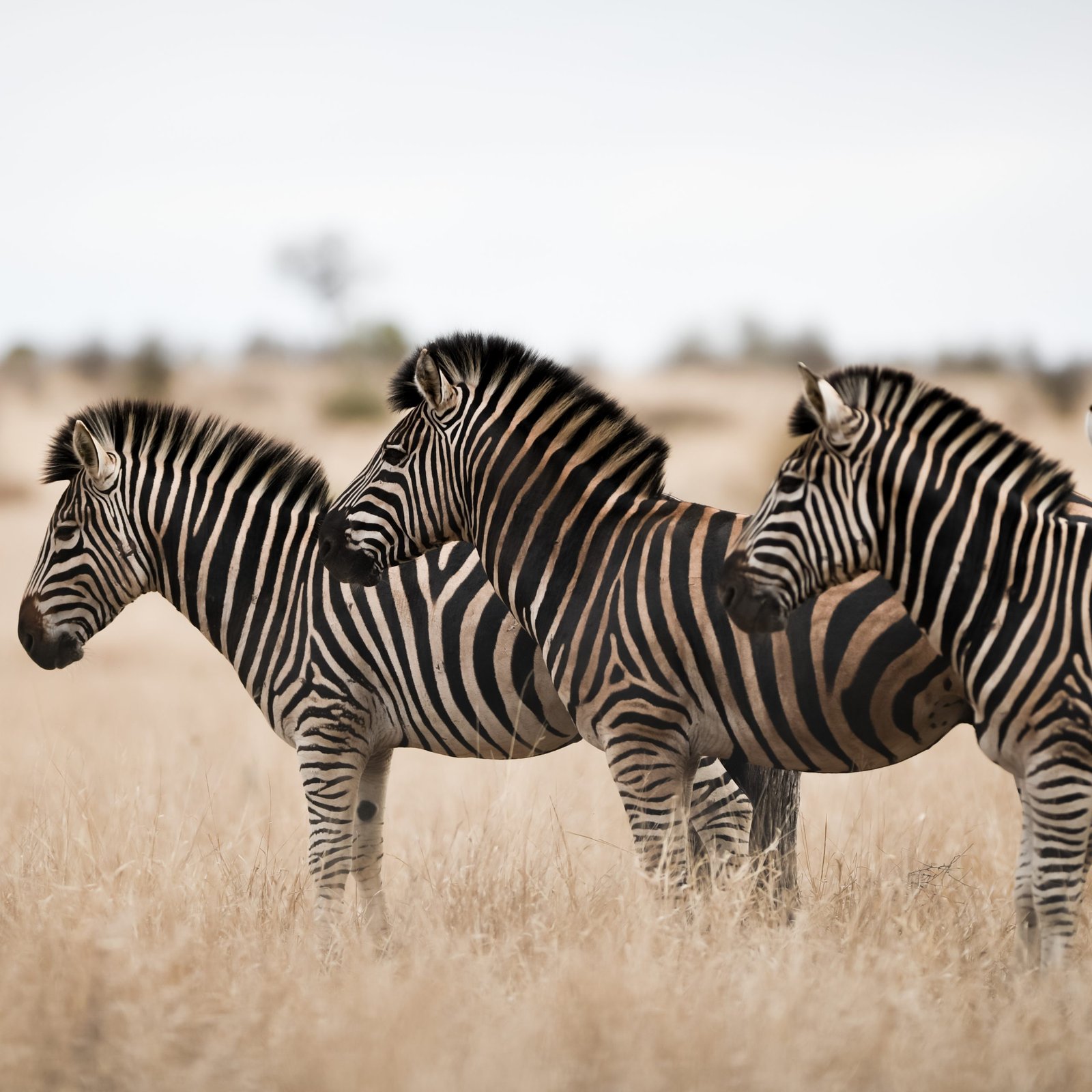 CAMPING 5 JOURS AU BOTSWANA – SAFARI SUR LA PISTE DES ZEBRES