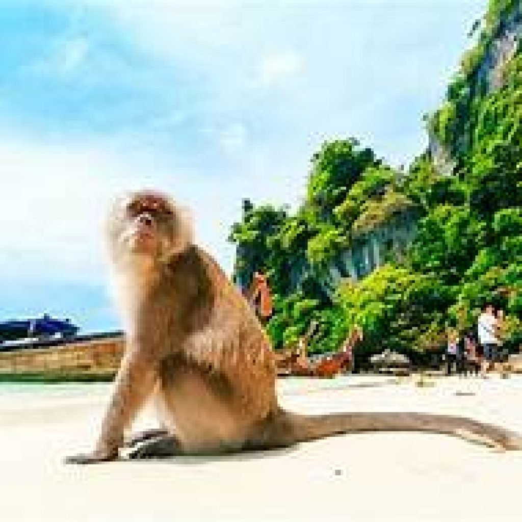 Phuket : une journée  maya bay/don phi phi Kay Island   snorkeling + transfert hotel + buffet repas
