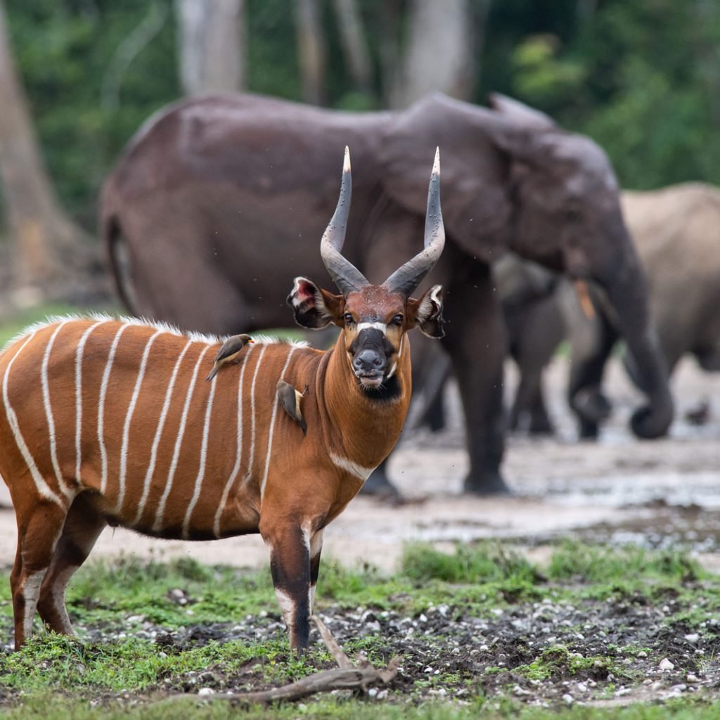 Réserve de Dzanga Sangha – À la rencontre des gorilles et éléphants de forêt