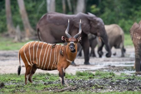 Réserve de Dzanga Sangha – À la rencontre des gorilles et éléphants de forêt