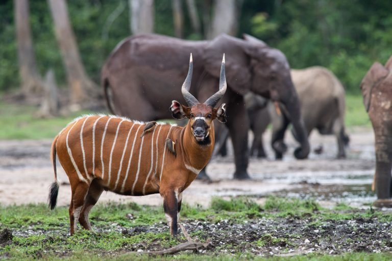 Réserve de Dzanga Sangha – À la rencontre des gorilles et éléphants de forêt